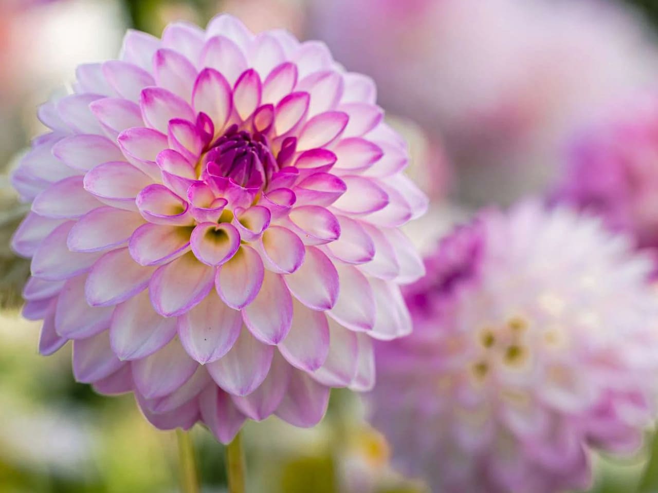 Arbatax Dahlia