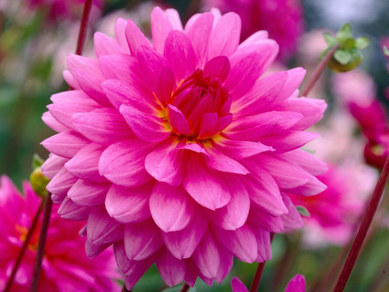 Rosella Dahlia