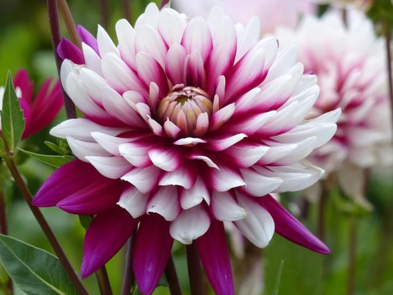 Rebecca's World Dahlia