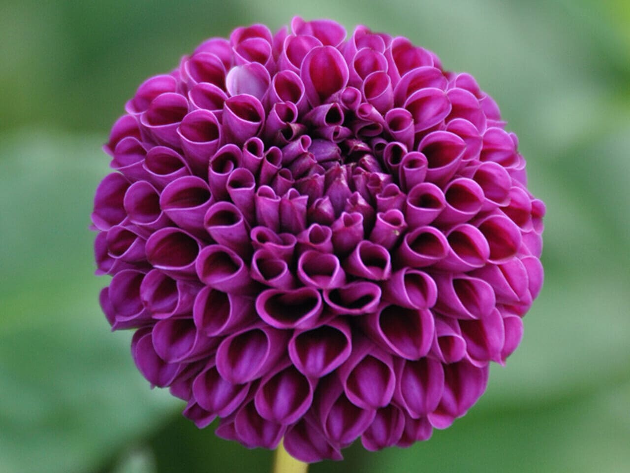 Dahlia Bulbs Pompon 'Rocco'