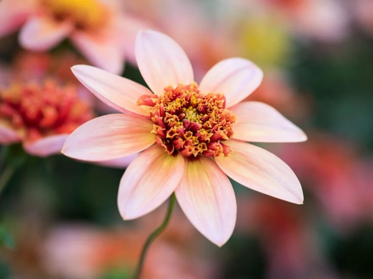 Dahlia Bulbs Anemone 'Totally Tangerine'