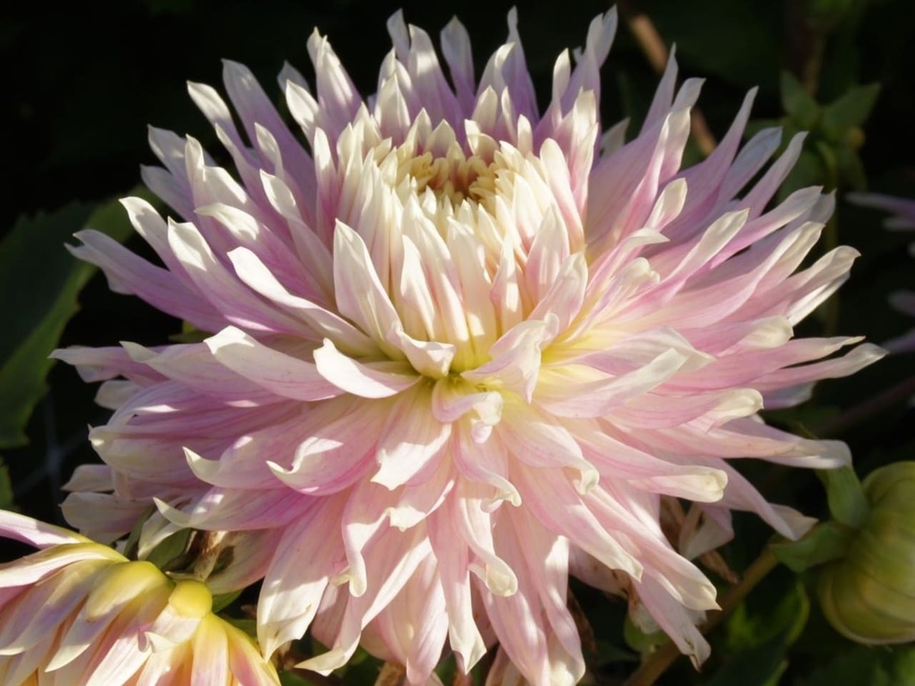 Dahlia Bulbs Semi Cactus 'Kiev'