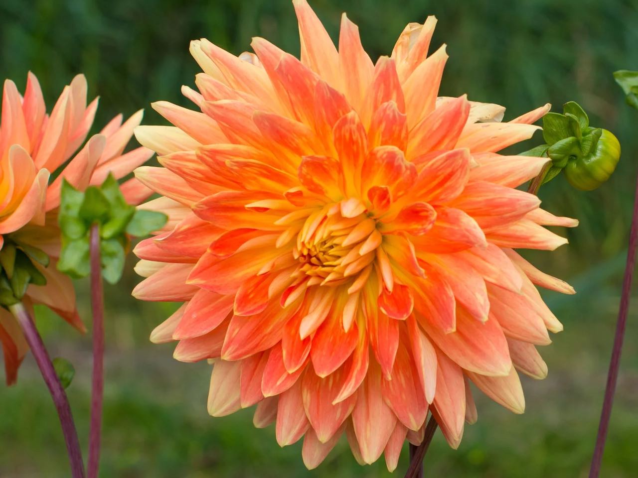 Dahlia Bulbs Dinner Plate 'Motto'