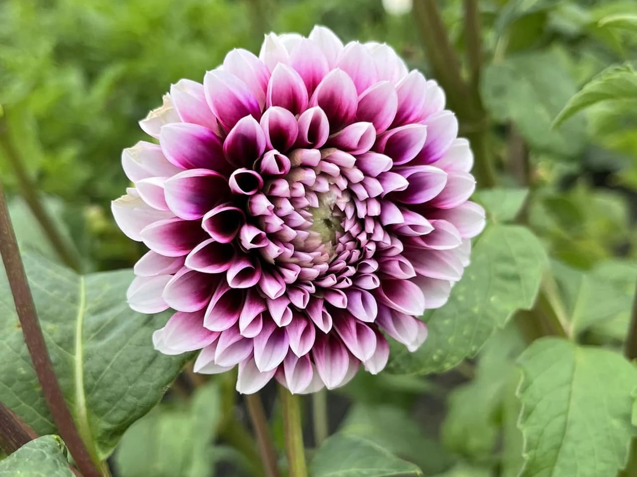 Edinburgh Dahlia