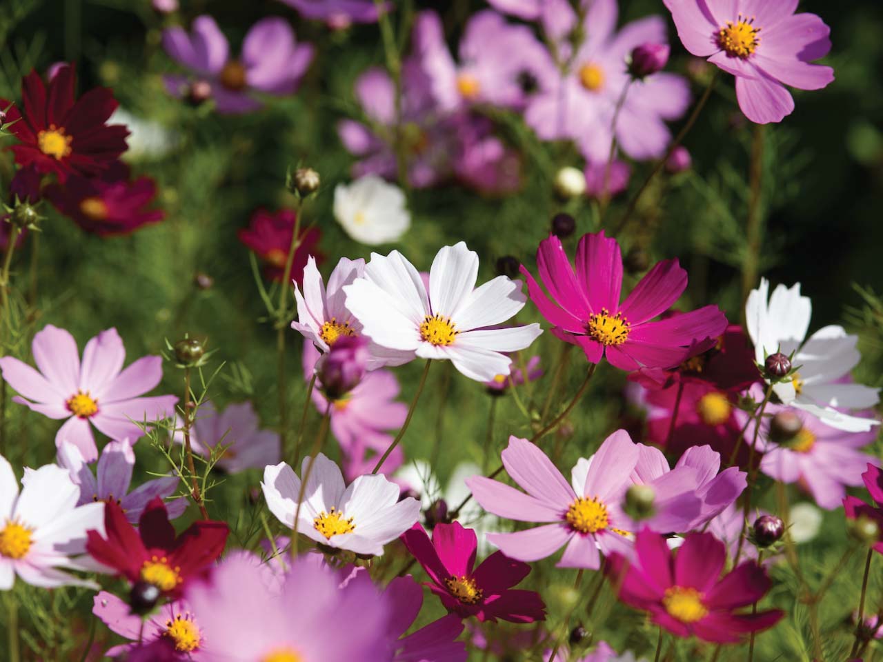 cosmos candyfloss mix