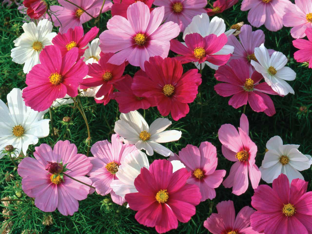 Cosmos sonata mix seeds