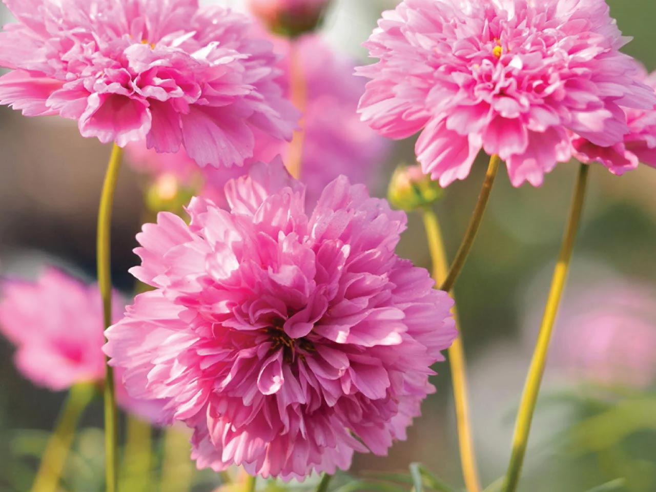 Cosmos double click rose bon bon