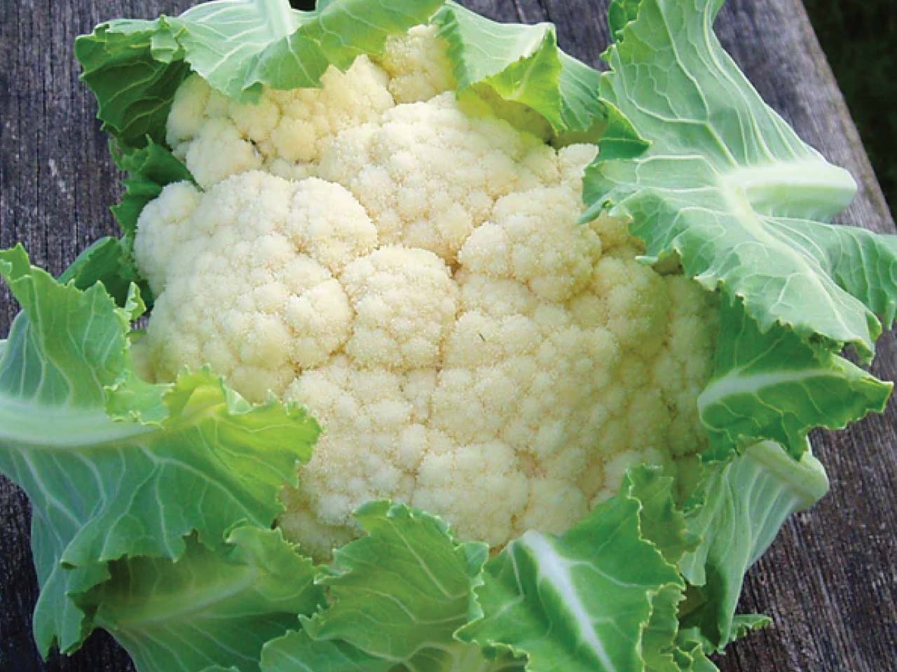 Overwintering cauliflower clemen f1 seeds