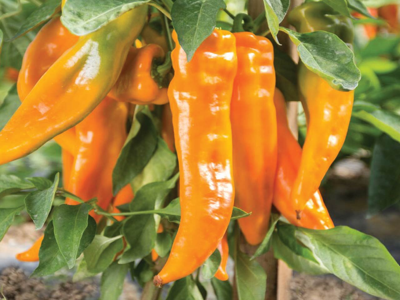Sweet pepper coronor F1
