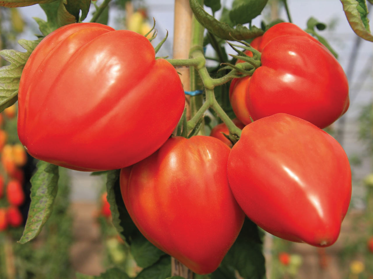 Ox heart tomato fleurette f1 seeds