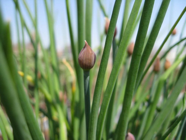 Chives herb plant with long scathes and purple blub flower head
