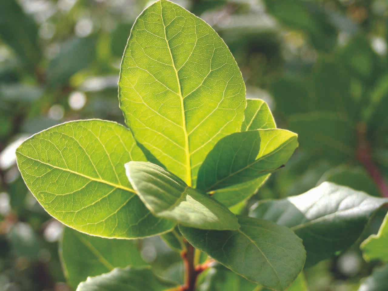 Bay herb plant with large green leaves