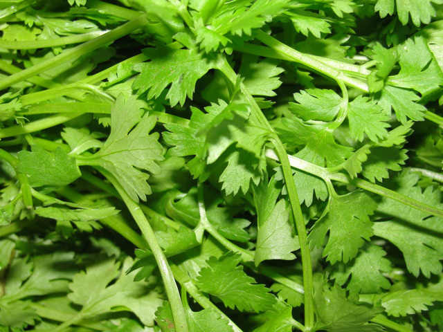 Coriander Satiivum herb plant with fresh green leaves