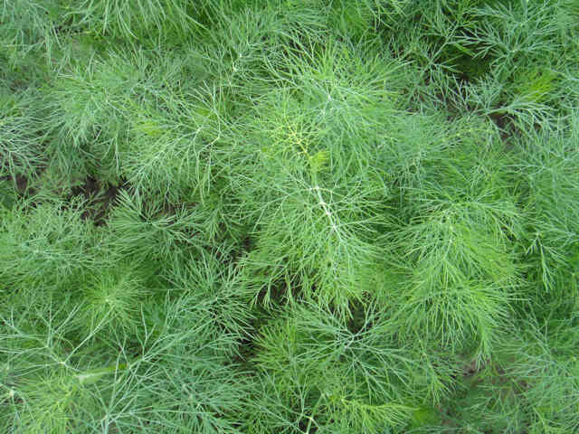 Dill plant with feathery leaves