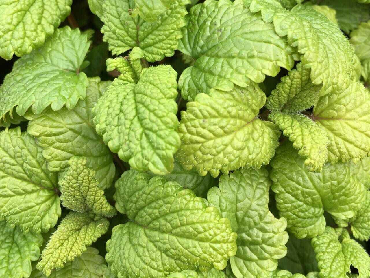 Lemon balm 'Officinalis' herb plant with pale green mint-like leaves