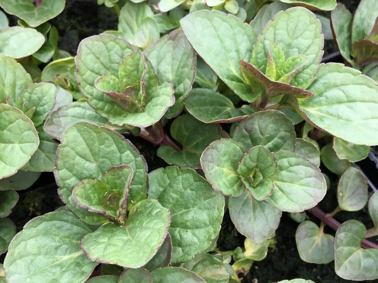 Eau de Cologne mint plant with large mint leaves