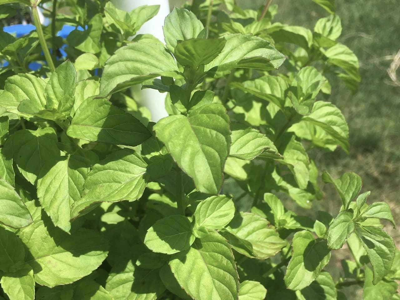 orange mint plant with large green leaves