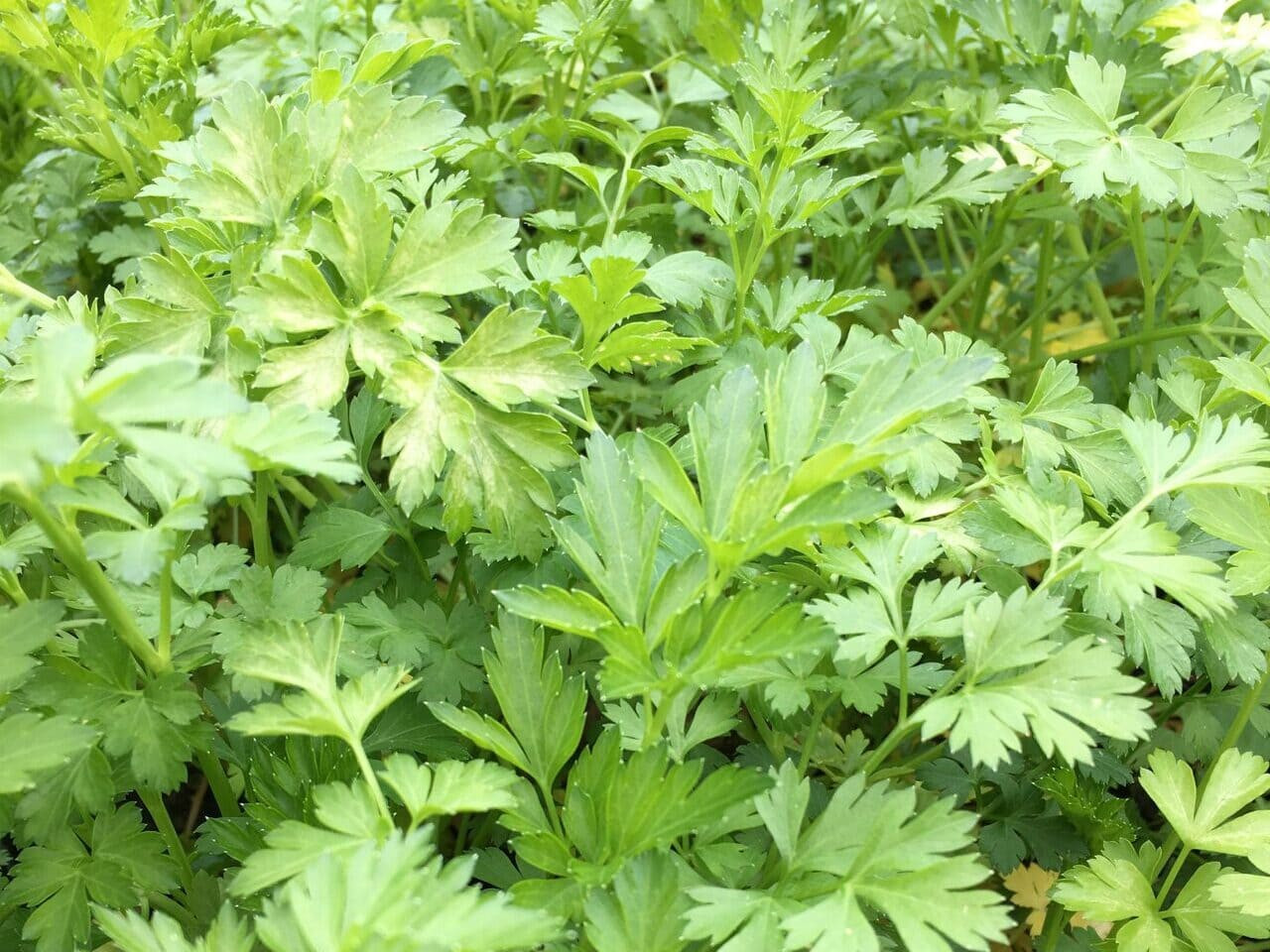 Plain flat parsley herb plant with strong green leaves