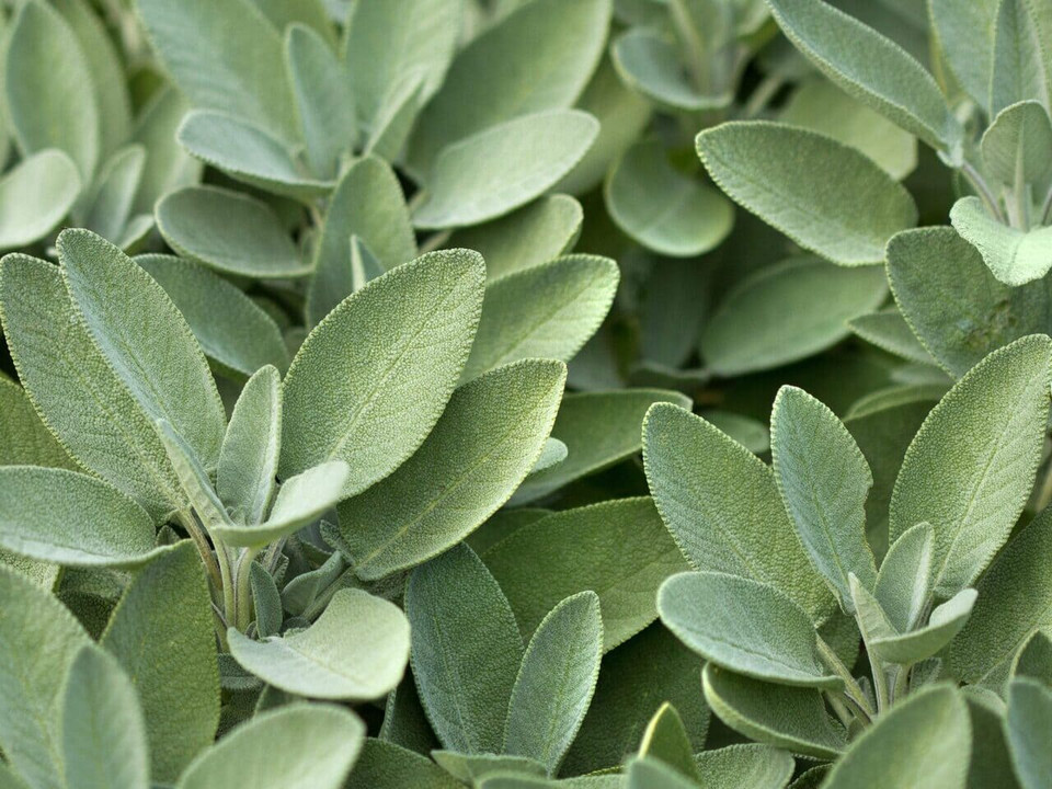 common sage plant with grey-green leaves