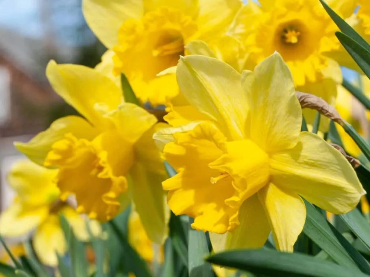 yellow daffodil large cupped carlton spring flowering bulbs
