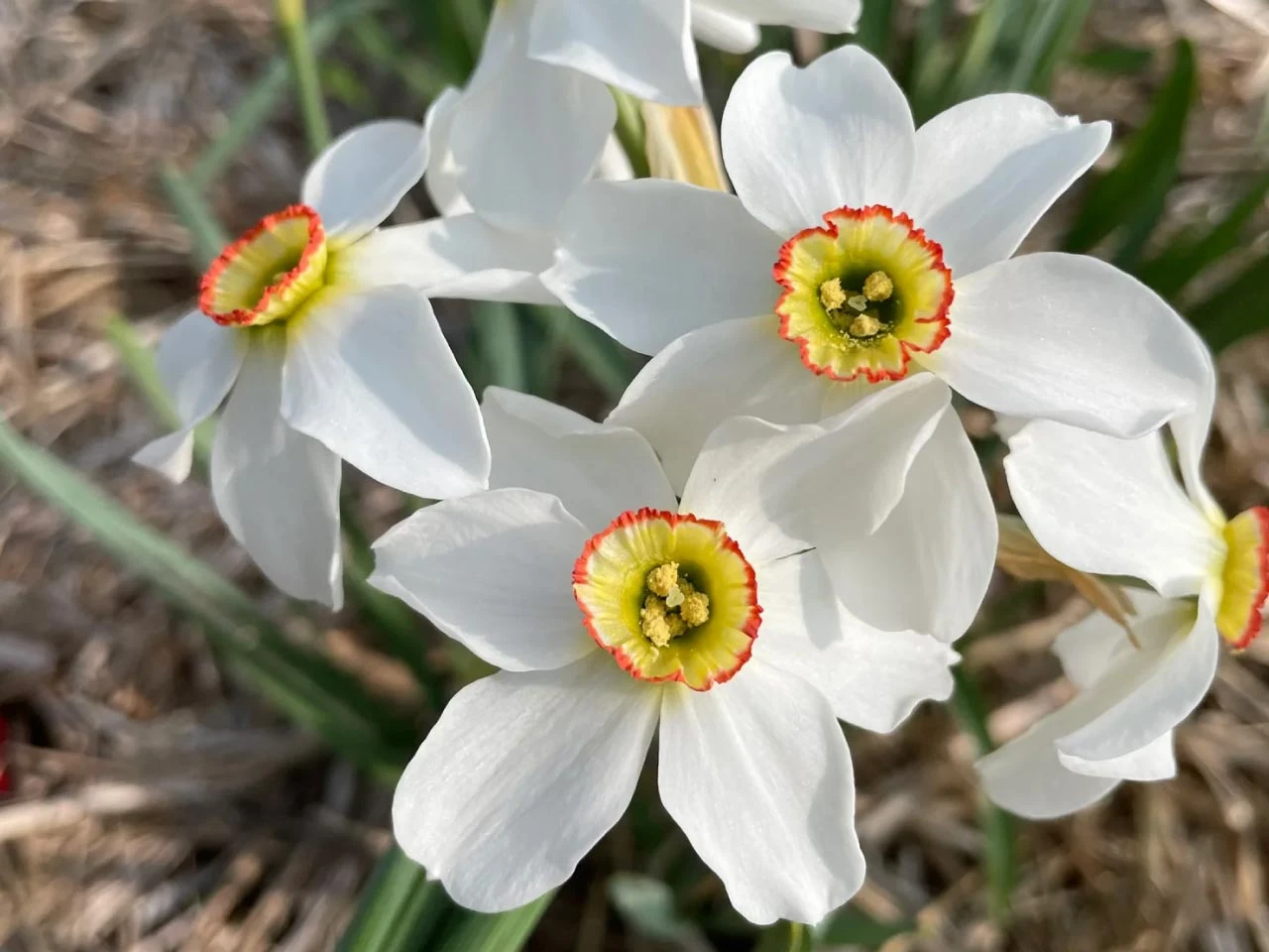 narcissus daffodil pheasant eye spring flowering bulbs