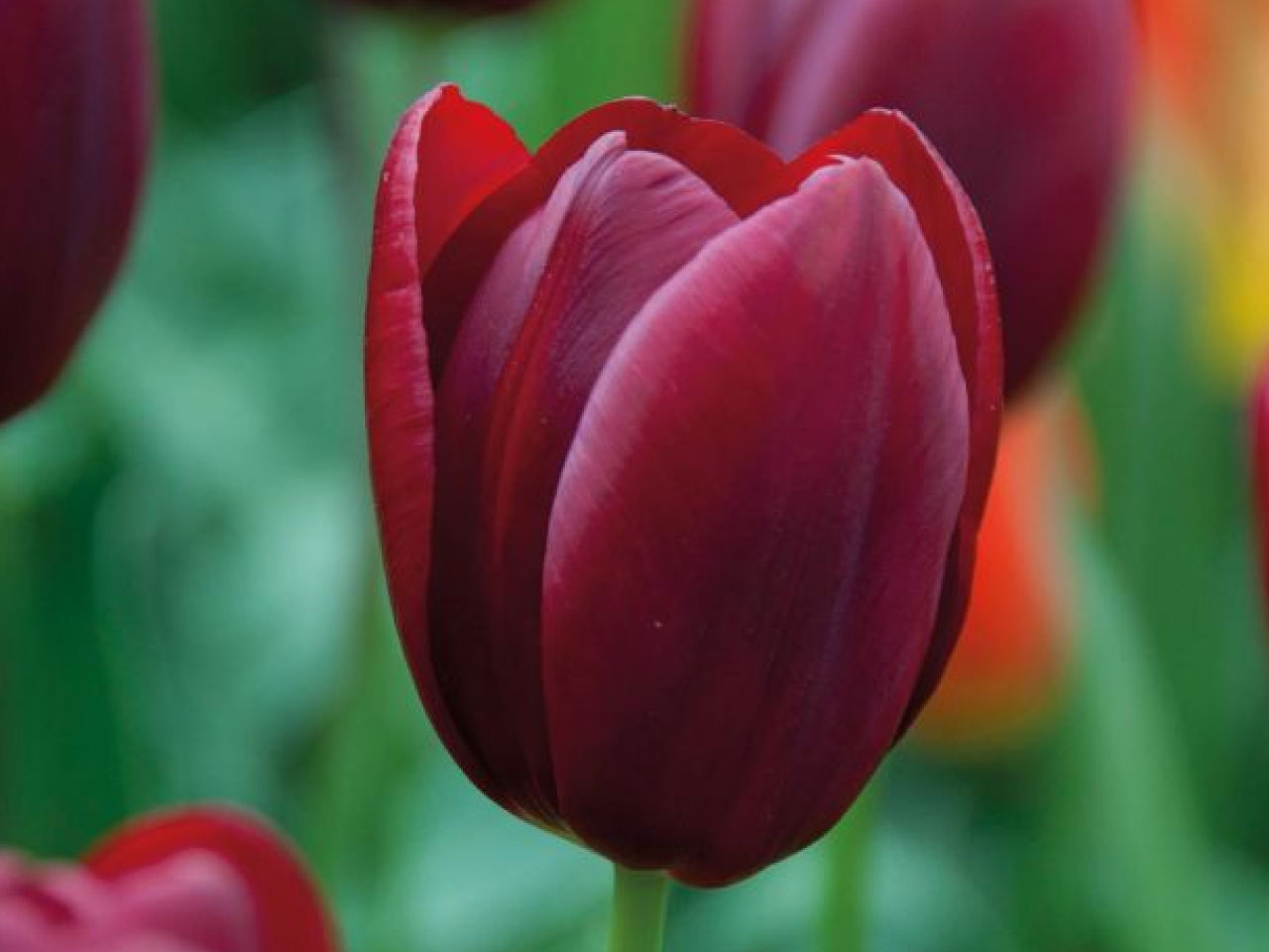 Triumph tulip national velvet spring flowering bulbs