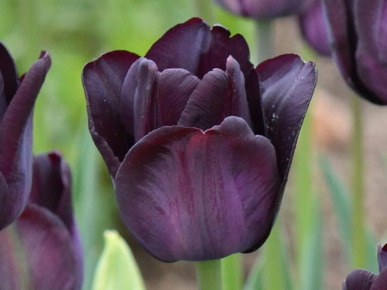 Spring flowering tulip paul scherer