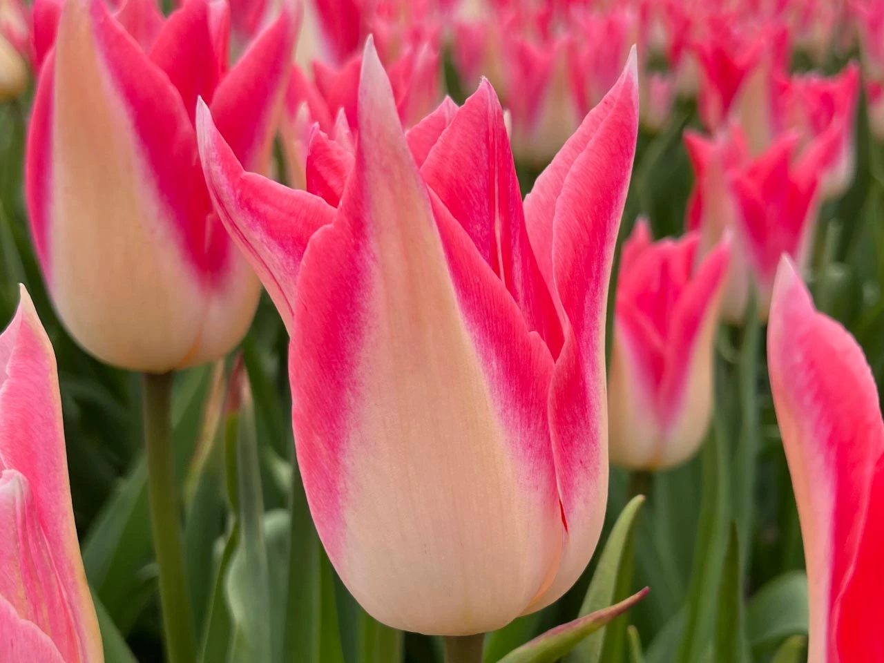 Tulip Lily Flowered 'Strawberry Romanoff' - 8 Bulbs