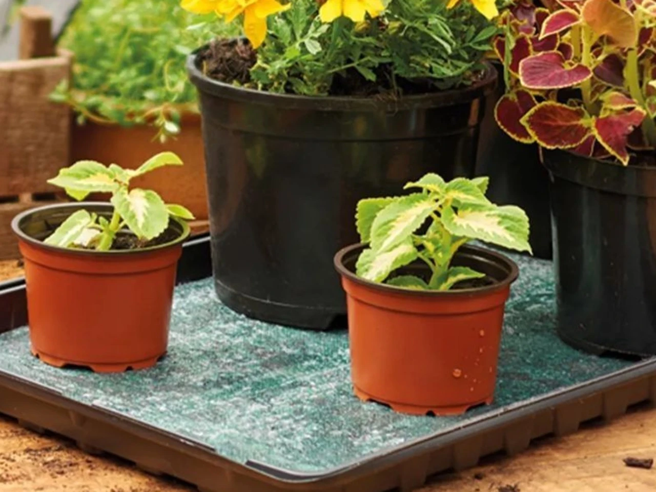 capillary matting is great for watering pots
