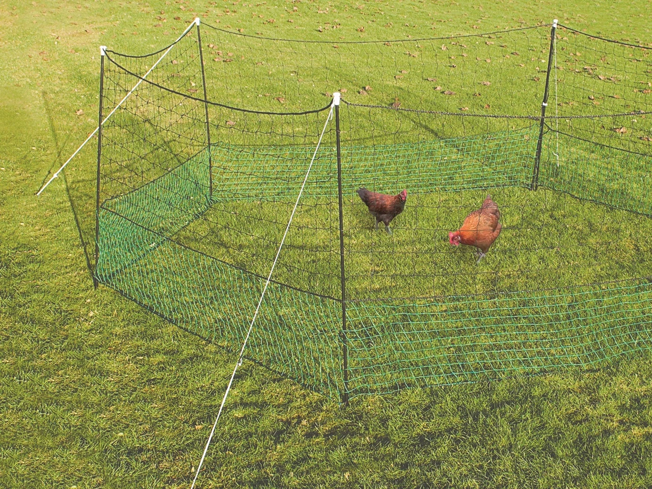 Net Fencing for Chickens - 50 m