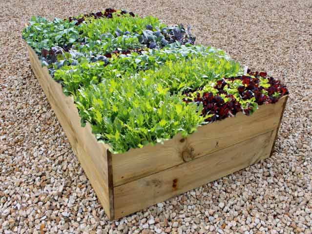 Tall timber raised vegetable bed kit