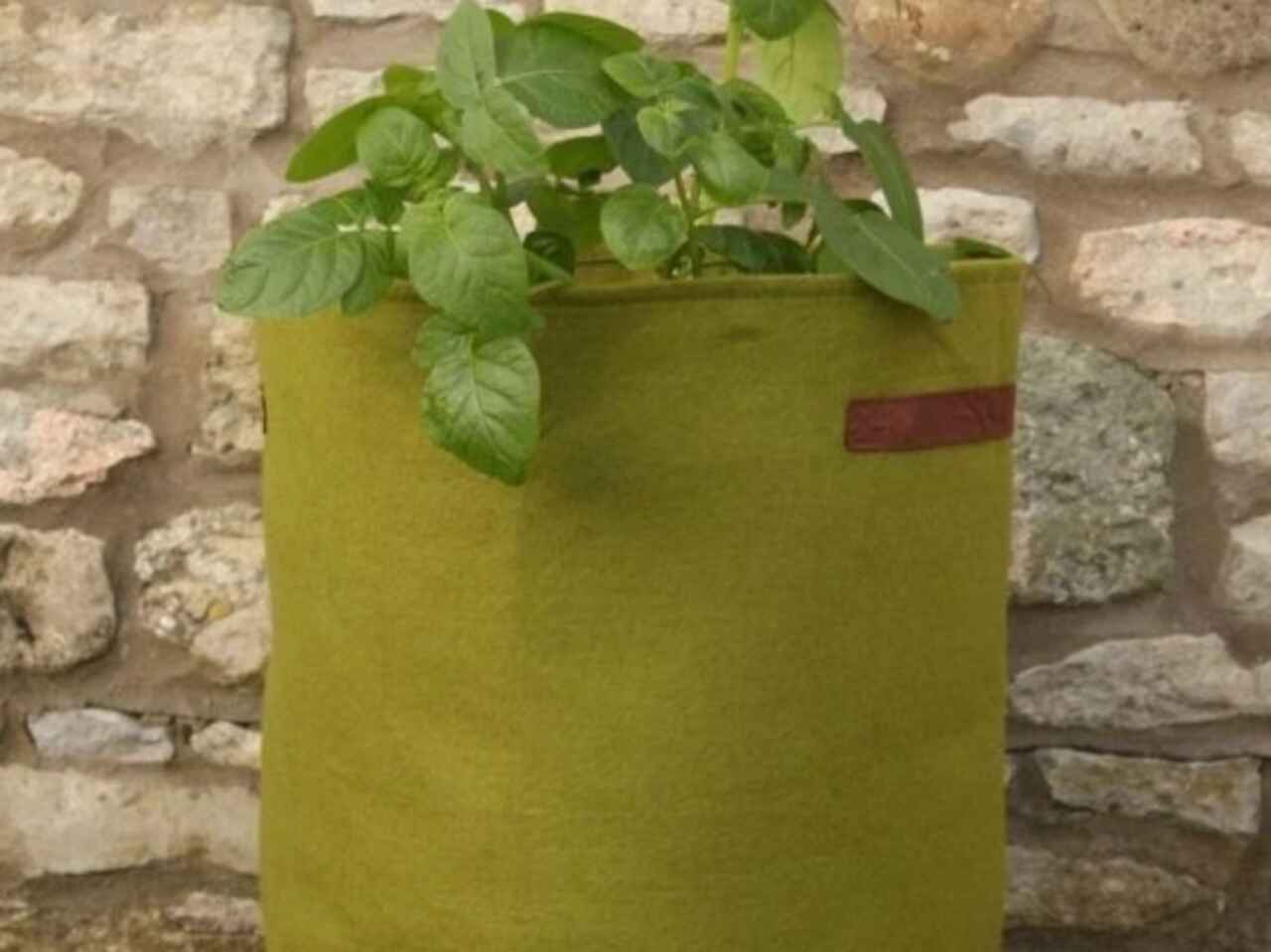 potato/tomato planter - vigoroot