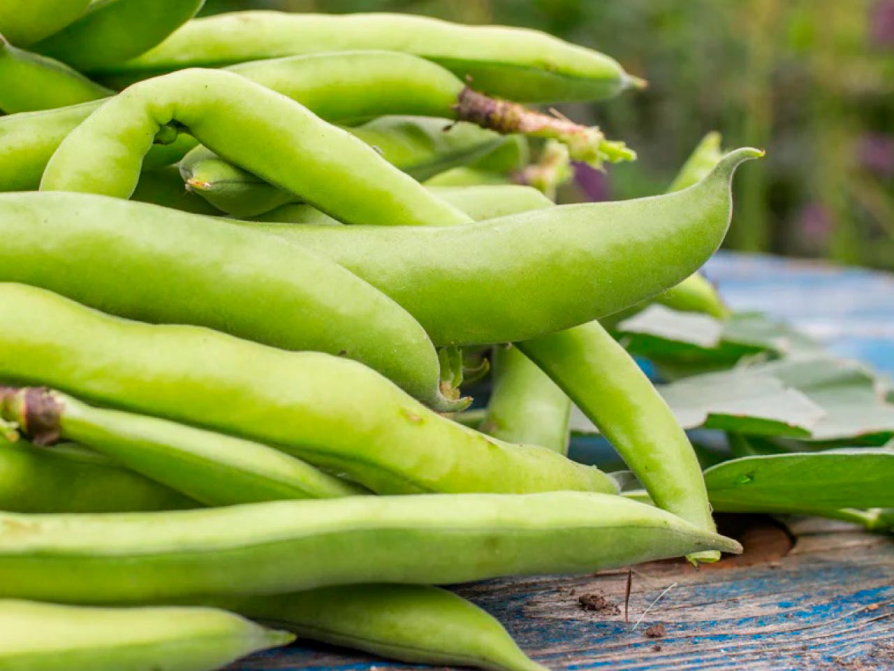 Broad bean pods grouped together, long green pods, Aquadulce Claudia variety