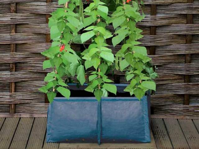 Pea and Bean Planter Growbag