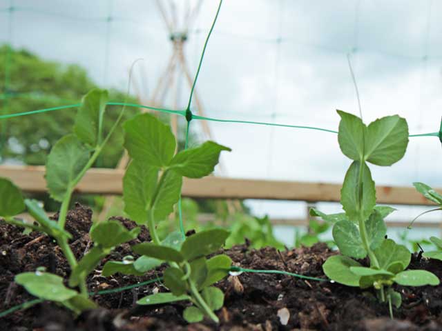 Pea and Bean Support Mesh