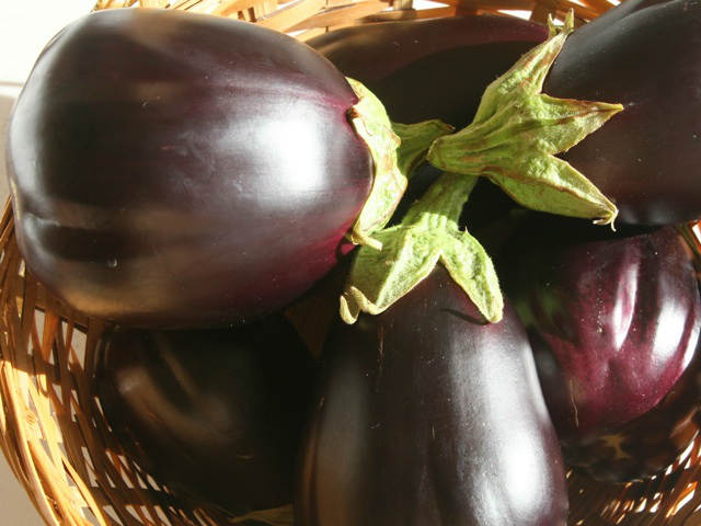 Black beauty heirloom variety of aubergine