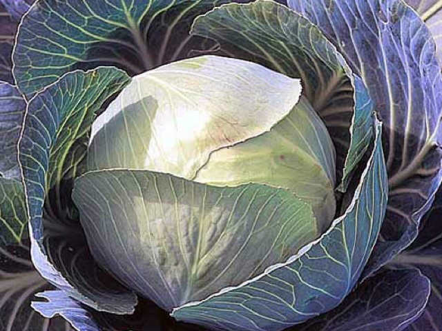 Stonehead medium sized summer cabbage