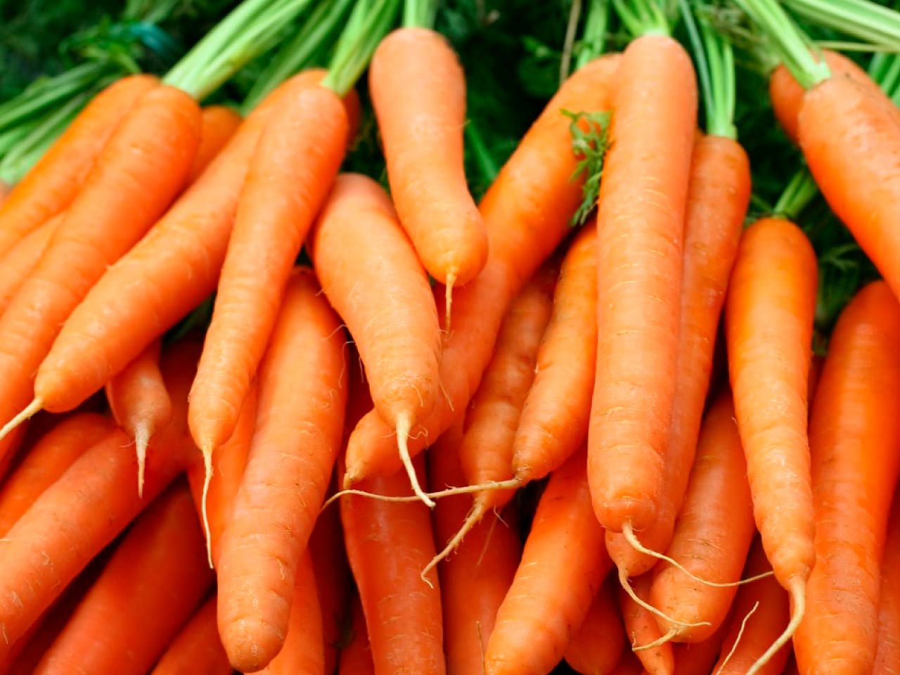 Large orange carrots with broad shoulders in a small bunch, Autumn King variety