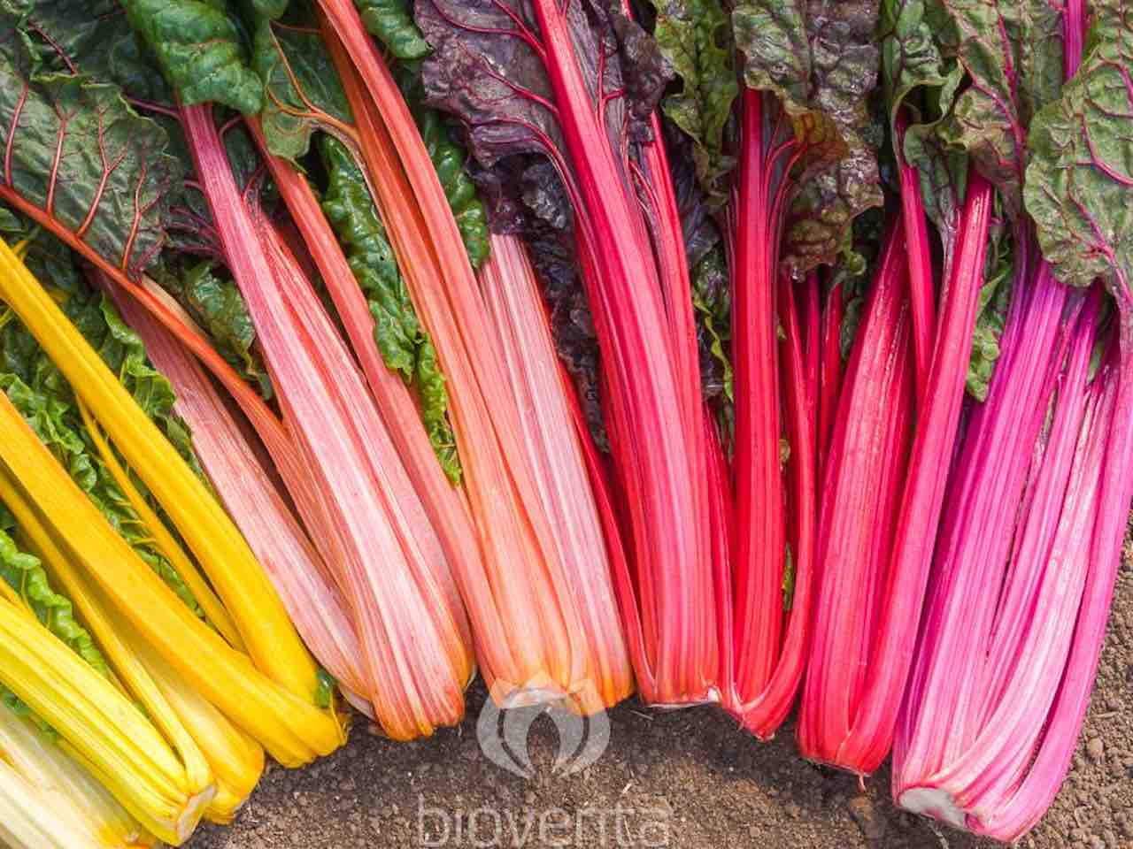 Chard 'Rainbow Chard'
