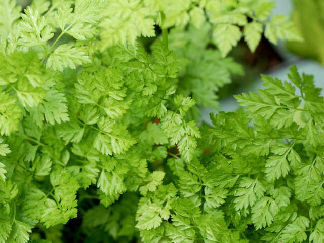 Massa is a mild tasting variety of the herb chervil