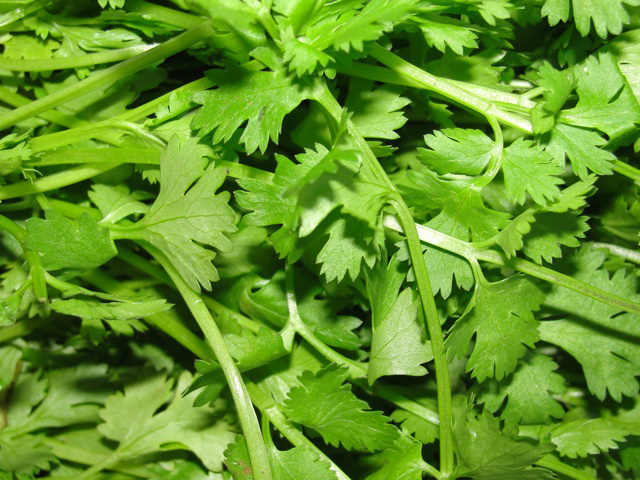 Freshly picked coriander leisure variety