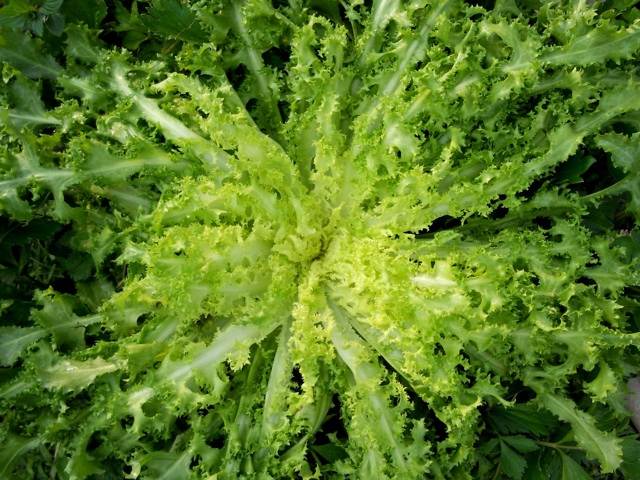 Pancalieri is a curly leafed variety of endive