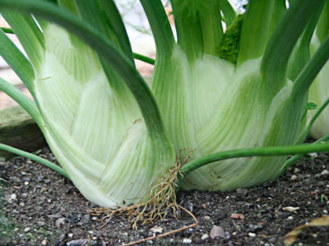 Florence Fennel 'Romanesco'