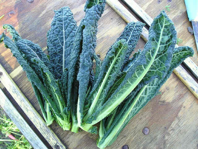 Leaves of Nero di toscana variety of italian kale