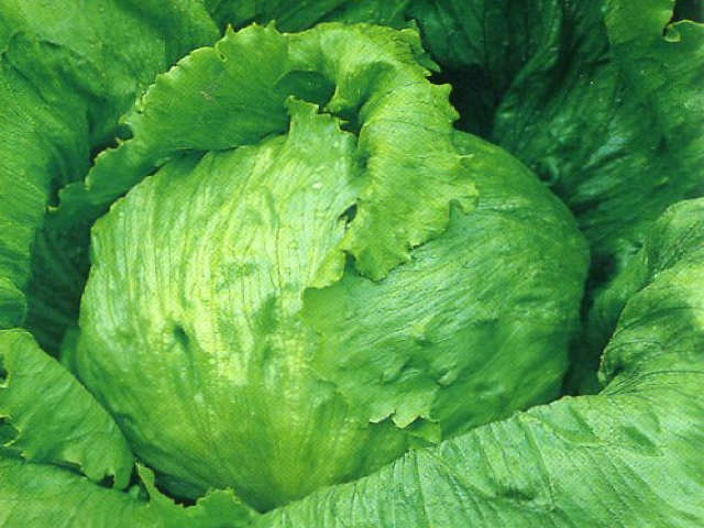 Saladin is a traditional crisphead or iceberg lettuce