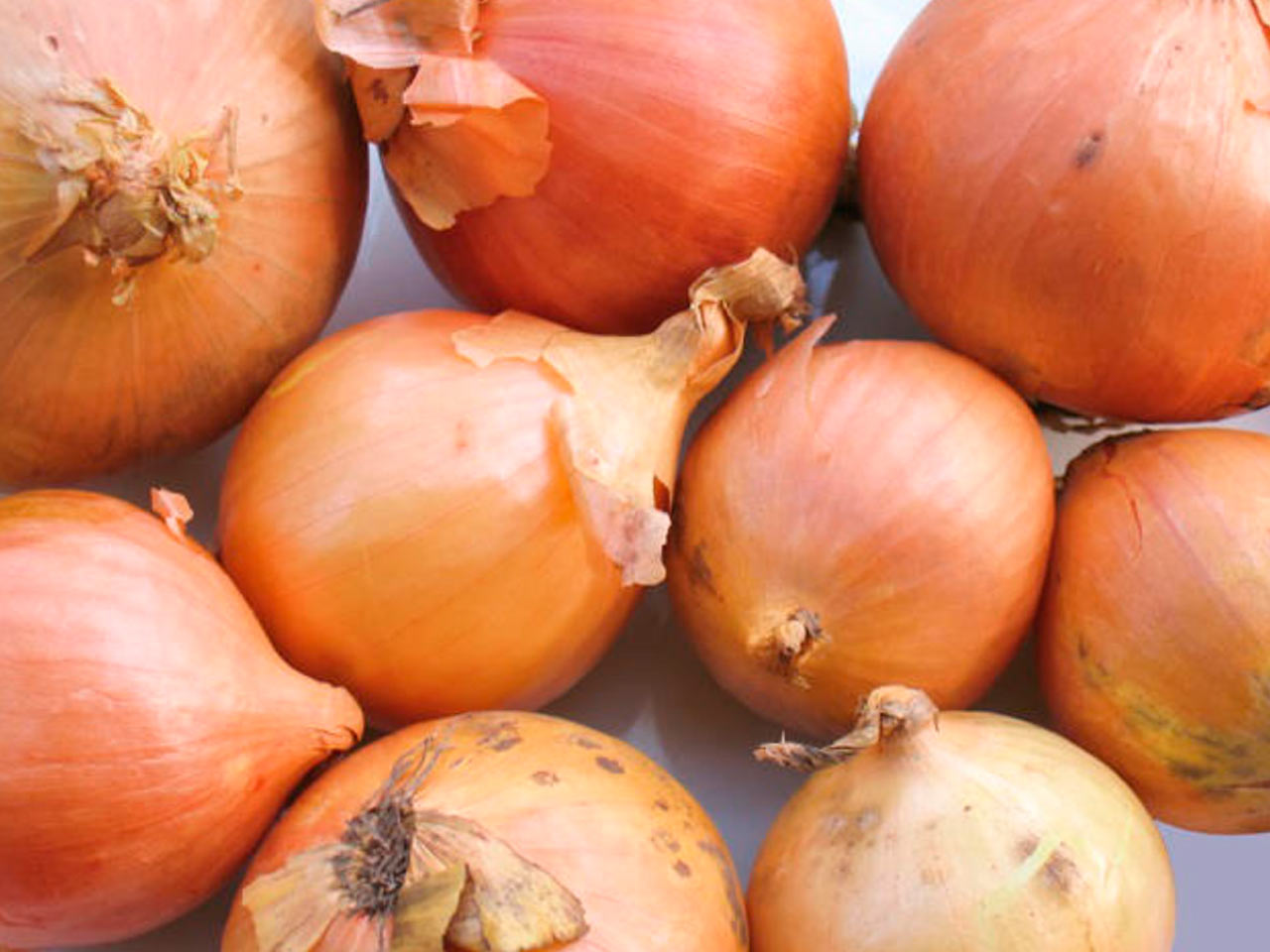 Golden brown storage onions with round bulbs and papery skins, Sturon variety