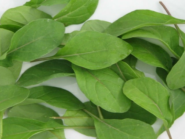 Rocket 'Victoria' - Asian Brassica Salad