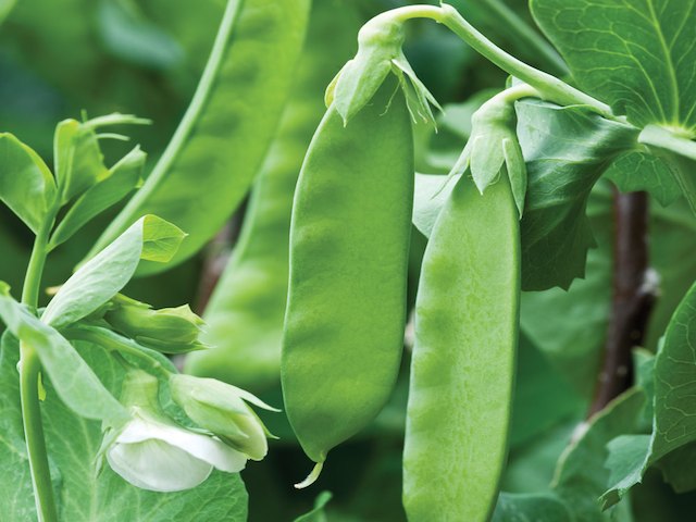 Pea, Mangetout 'Carouby de Maussane'
