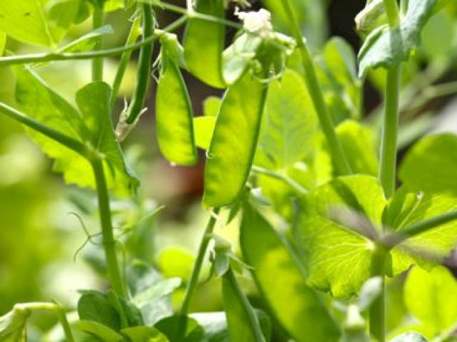Pea, Mangetout 'Sweet Horizon'