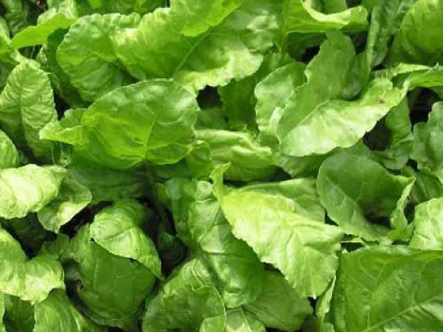 Perpetual spinach for a year round crop of spinach